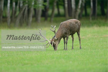 Red deer (Cervus elaphus) Grazing in Forest Clearing, Bavaria, Germany