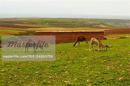 Camels Grazing in Landscape, near Ait Khaled (traditional Berber country), High Atlas, Morocco, Africa