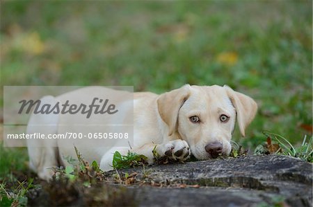 Golden Labrador Retriever Puppy Lying on Ground near Tree Stump, Upper Palatinate, Bavaria, Germany