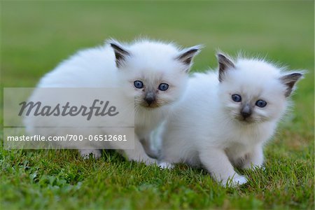 Two Birman Kittens Outdoors on Grass