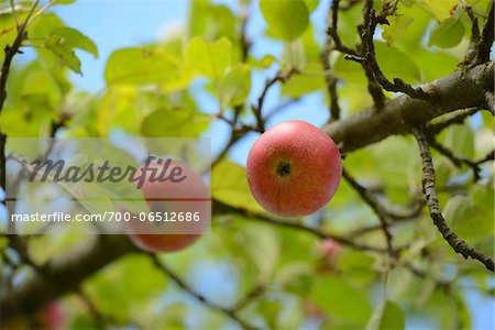 Low Angle View of Red Apples Growing on Tree
