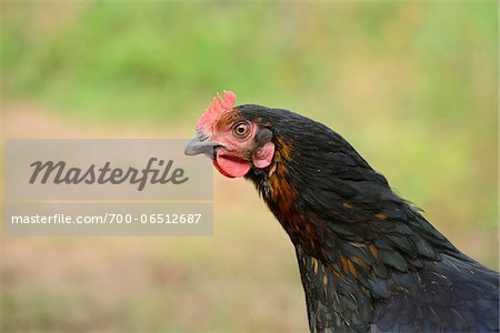 Close-Up Profile View of Domestic Chicken (Gallus gallus domesticus)