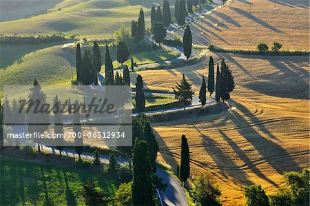 Winding Country Road with Cypress Trees in Summer, Montepulciano, Province of Siena, Tuscany, Italy