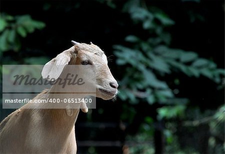 A portrait of a brown goat which appears to be staring into space