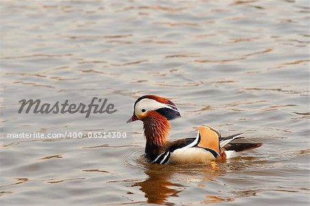 Detail of the mandarin duck on the water