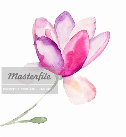 Magnolia, watercolor illustration