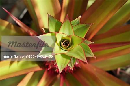 Natural patterns from a red pineapple plant