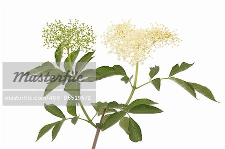 white and green elderberry on white background