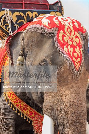 thai elephant show in thailand