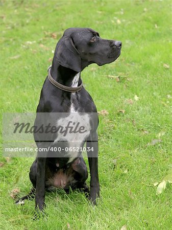 Black english pointer dog on the summer meadow