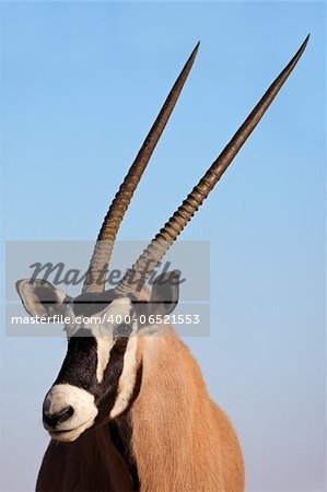 Portrait of a Gemsbok antelope (Oryx gazella) against a blue sky, Kalahari desert, South Africa