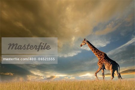 A giraffe walking on the African plains against a dramatic sky