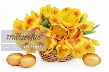 Yellow and red tulip flower arrangement in an easter basket with golden chocolate eggs over white background.