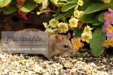 Close up of a wild Brown Rat