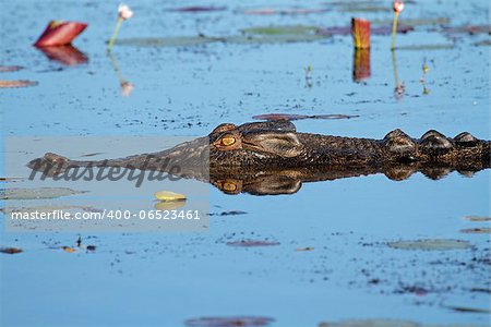 Large saltwater crocodile, Yellow water billabong, Kakadu National Park, Northern Territory, Australia