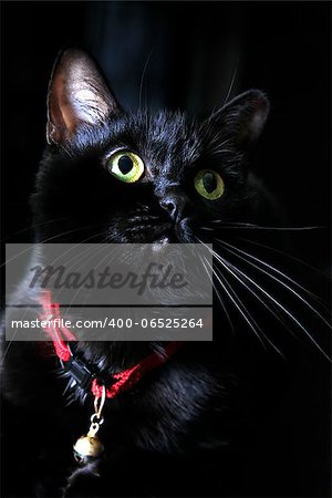 Black cat with green eyes on black background