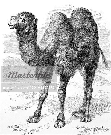 Bactrian Camel on engraving from 1890. Engraved by unknown artist and published in Meyers Konversations-Lexikon, Germany,1890.