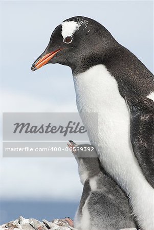 Gentoo penguin adult and its chick in a nest