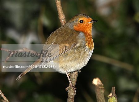 A Robin perched on a branch in winter
