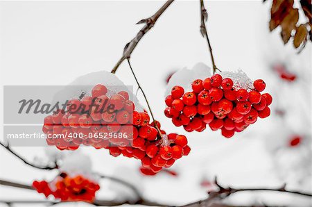 Two branches of rowanberry in the snow