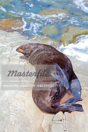 A Hooker's Seal Lion sunbathing on a rock on the New Zealand coast.