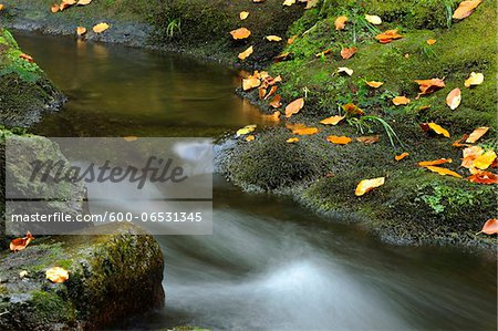 Forest Stream in Autumn, Bavarian Forest National Park, Bavarian Forest, Bavaria, Germany