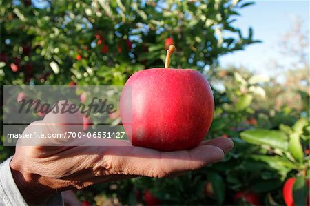 Close-Up of Man's Hand Holding Red Delicious Apple in Apple Orchard, Kelowna, British Columbia