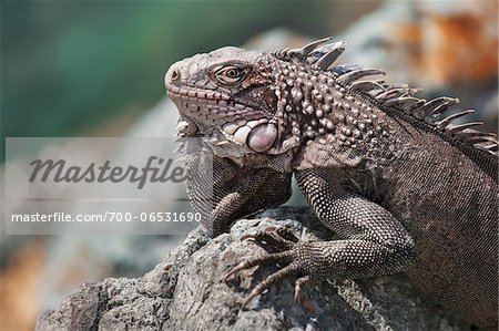 Green iguana on rocks, Saint Thomas, Caribbean, US Virgin Islands