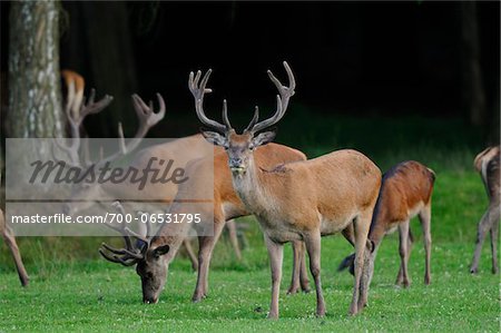 One Red Deer (Cervus elaphus) Looking at Camera while Herd Eats Grass in Background