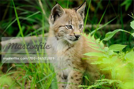 Young Eurasian Lynx Cub Sitting in Long Grass