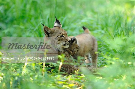 Eurasian Lynx Mother with Cub Nuzzling in Long Grass
