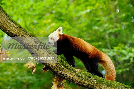 Red Panda (Ailurus fulgens) on Tree Branch