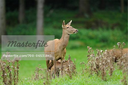 Red Deer (Cervus elaphus) in Meadow, Bavaria, Germany