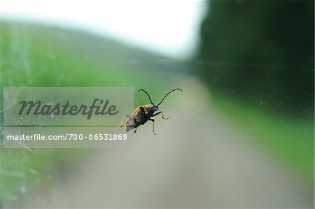 Schwarzgesaumter Narrow Trestle Longhorn Beetle (Anastrangalia dubia) on Window