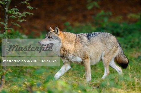 Side View of Eurasian Gray Wolf (Canis lupus lupus)Walking in Forest, Bavarian Forest National Park, Bavaria, Germany Side View of Eurasian Gray Wolf (Canis lupus lupus)Walking in Forest, Bavarian Forest National Park, Bavaria, Germany