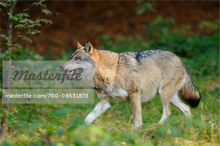 Side View of Eurasian Gray Wolf (Canis lupus lupus)Walking in Forest, Bavarian Forest National Park, Bavaria, Germany