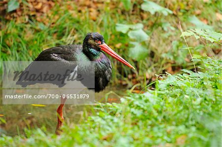 Black Stork (Ciconia nigra) Standing in Water, Bavarian Forest National Park, Bavaria, Germany Black Stork (Ciconia nigra) Standing in Water, Bavarian Forest National Park, Bavaria, Germany