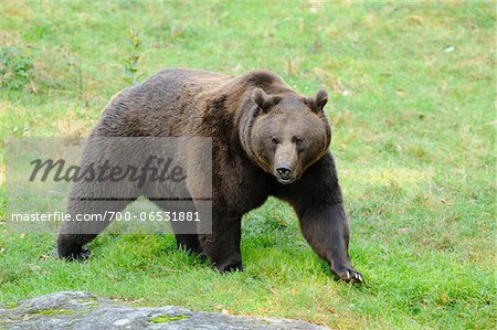 European Brown Bear (Ursus arctos arctos) Walking on Grass, Bavarian Forest National Park, Bavaria, Germany