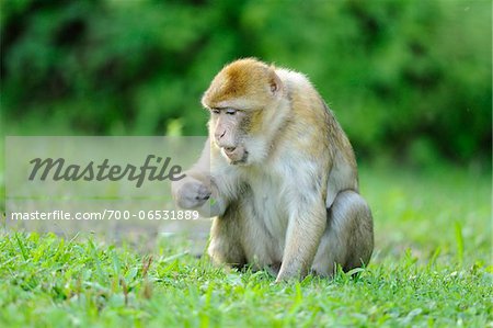 Barbary Macaque (Macaca sylvanus) Foraging on Ground