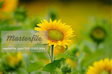 Close-Up of Sunflower (Helianthus annuus) in Field, Franconia, Bavaria, Germany