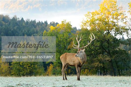 Red Deer (Cervus elaphus) Stag Standing in Frost Covered Field in Autumn, Bavaria, Germany