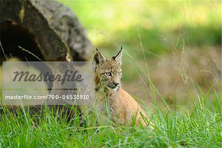 Young Eurasian Lynx Sitting in Long Grass, Wildpark Alte Fasanerie Hanau, Hanau, Hesse, Germany