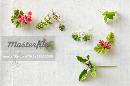 High angle view of variety of edible pelargoniums (geraniums) in bloom on a white linen tabletop