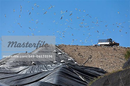 Birds flying over machinery in landfill