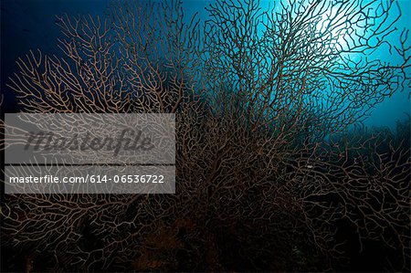 Coral reef in tropical water