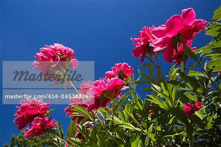 Close up of pink flowers outdoors