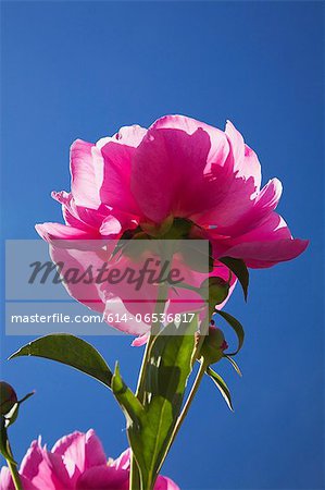 Close up of pink flower outdoors