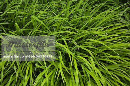 Tall grass blowing in wind