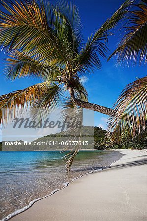 Palm tree leaning over tropical beach