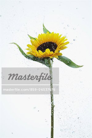 Sunflower and water drops